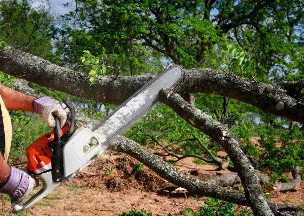 Reliable Marlboro Meadows, MD Tree Services Solutions